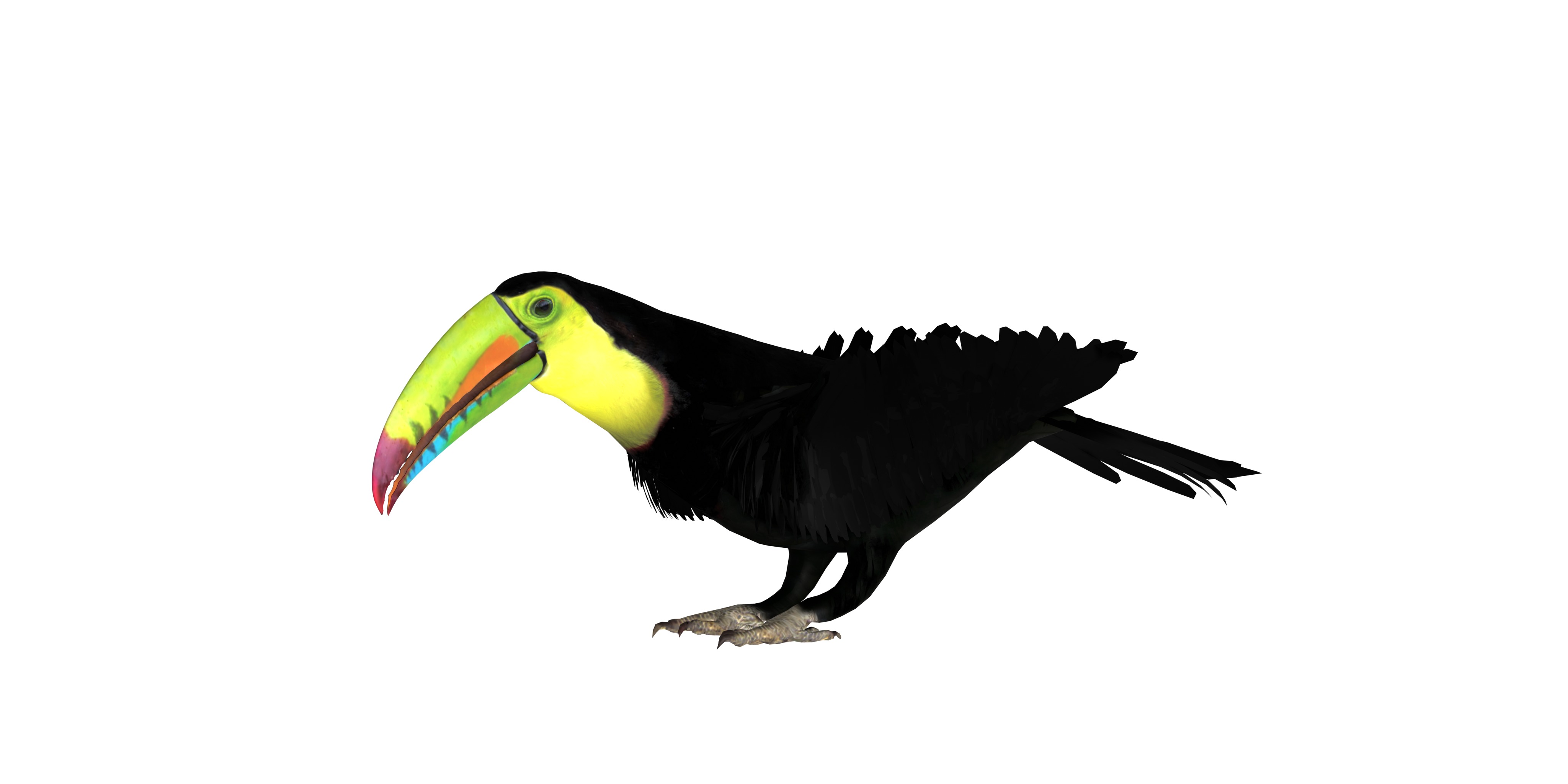 Toucan Bird Low-poly 3D model_4