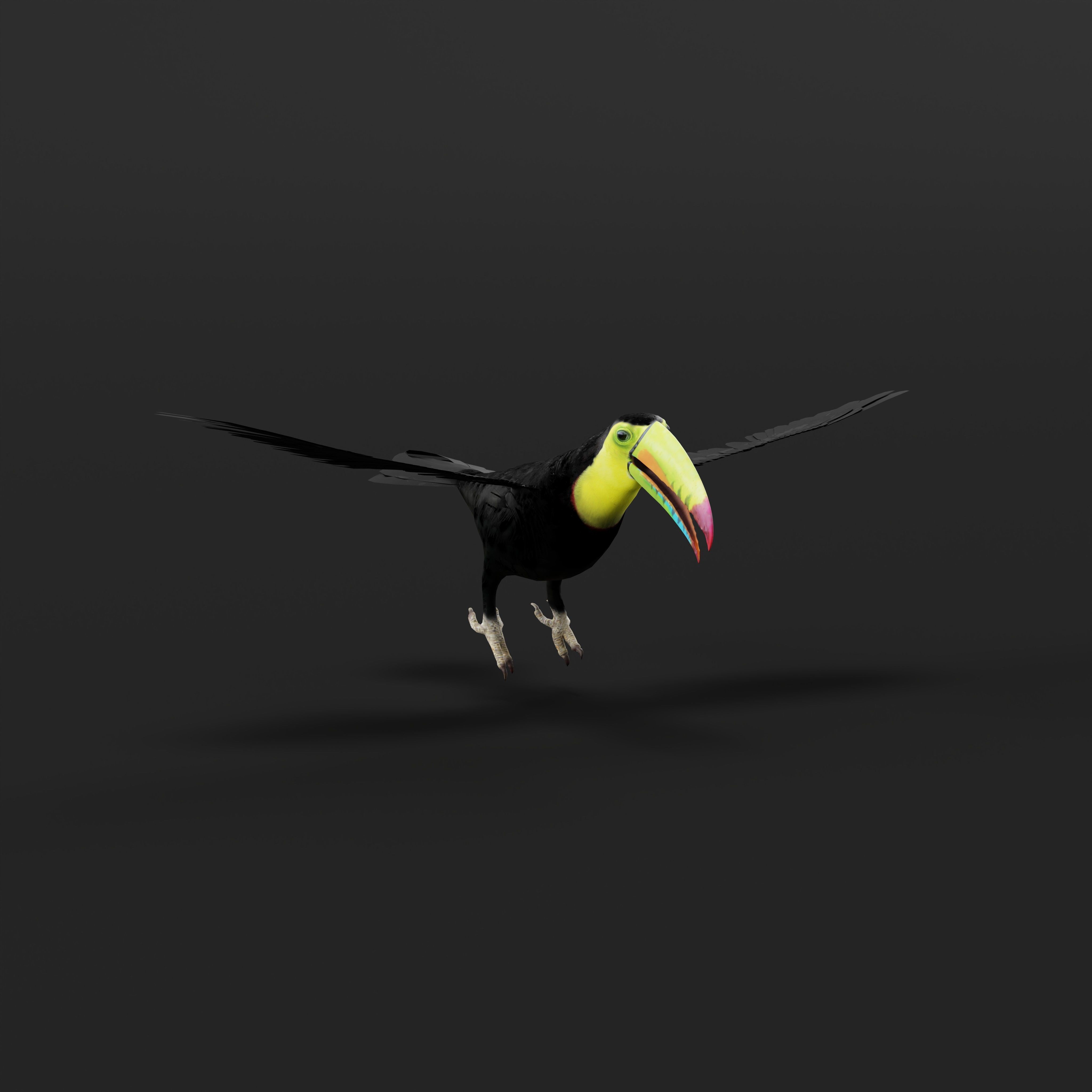 Toucan Bird Low-poly 3D model_40
