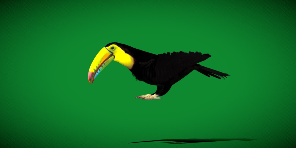 Toucan Bird Low-poly 3D model_30