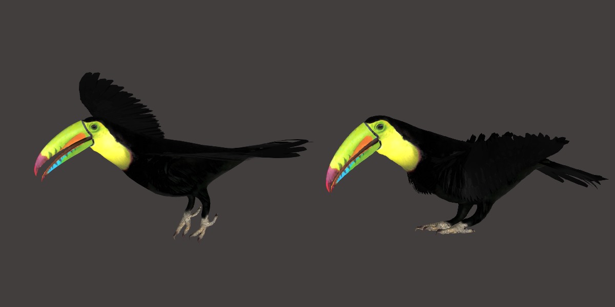 Toucan Bird Low-poly 3D model_29