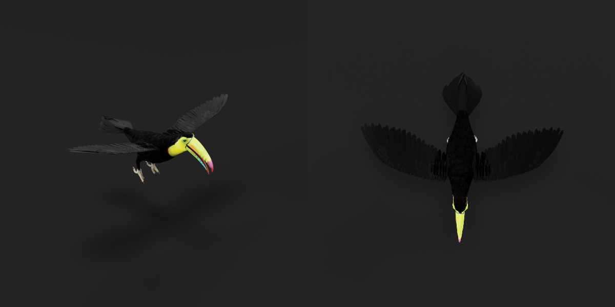 Toucan Bird Low-poly 3D model_23