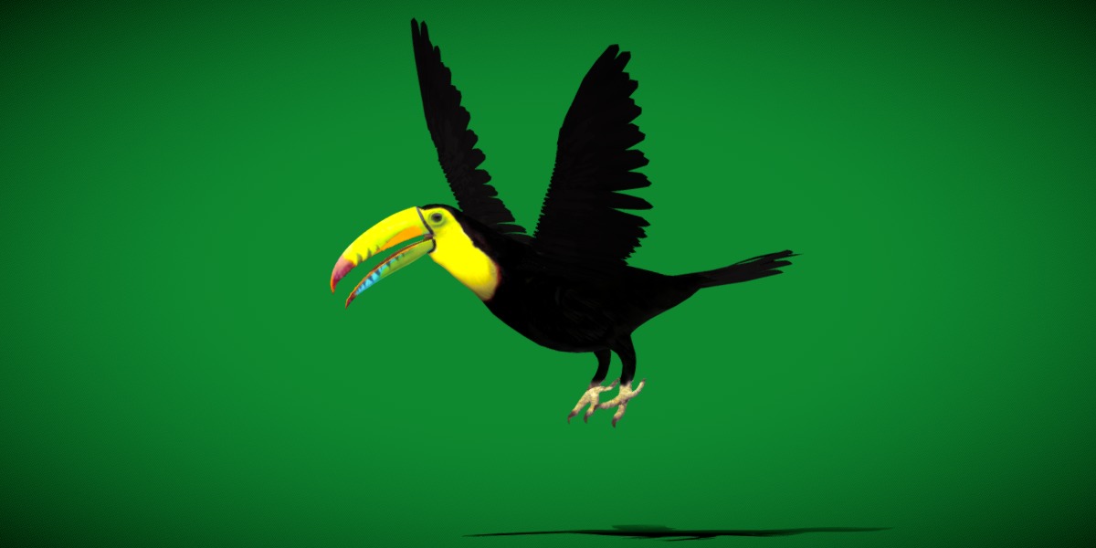 Toucan Bird Low-poly 3D model_31