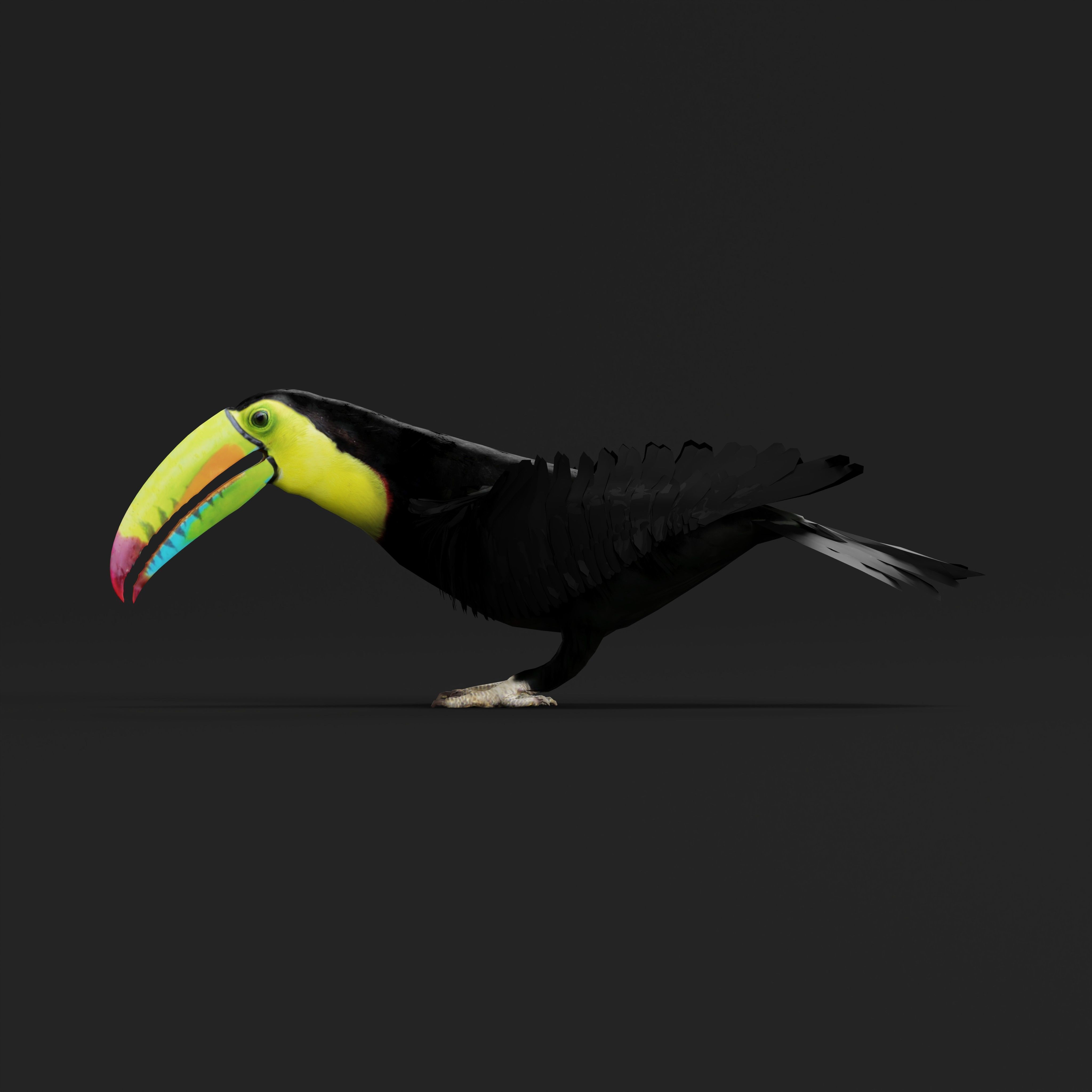 Toucan Bird Low-poly 3D model_46