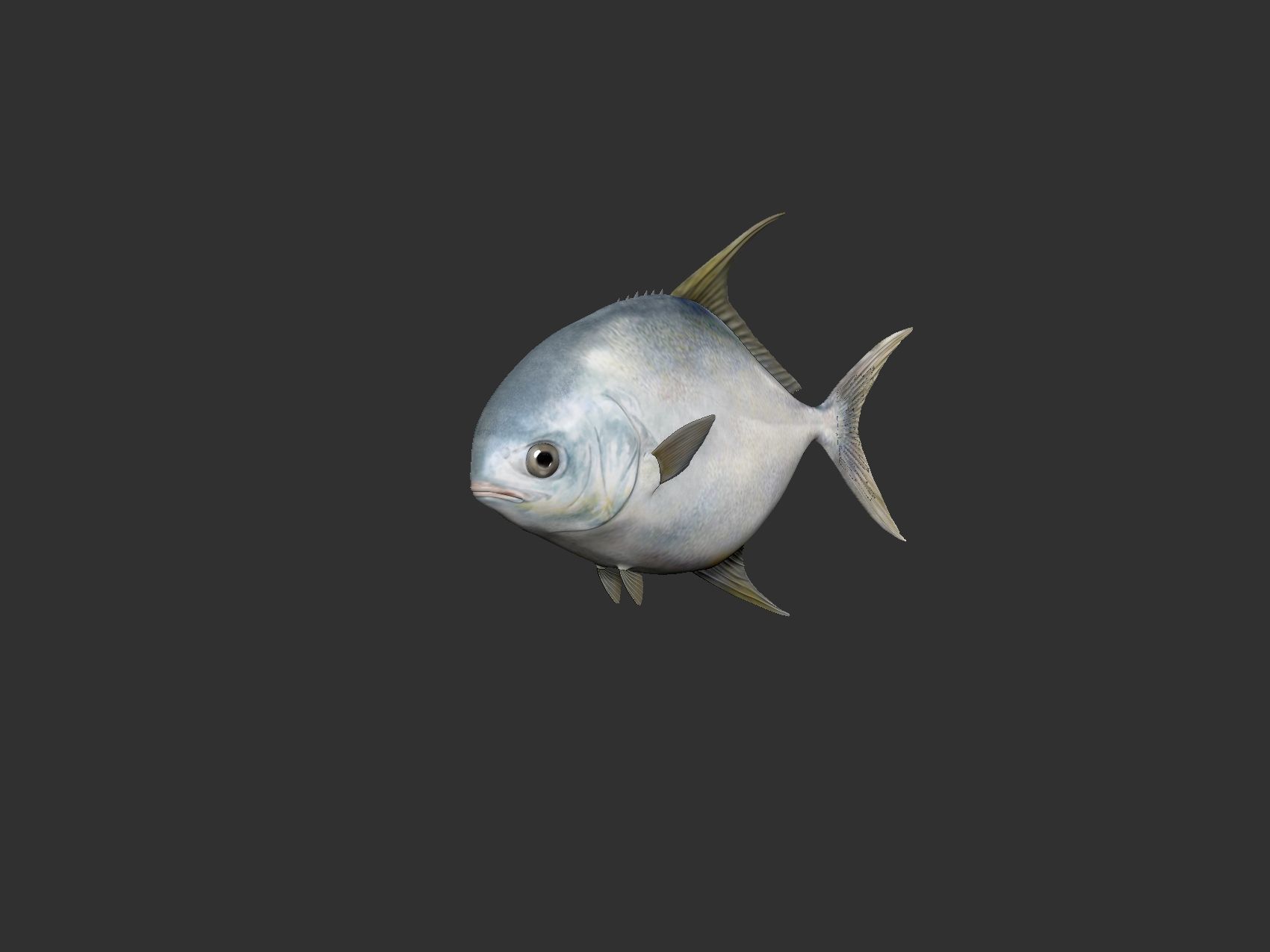 snubnose pompano Fish Low-poly 3D model_1