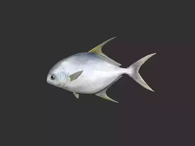snubnose pompano Fish
