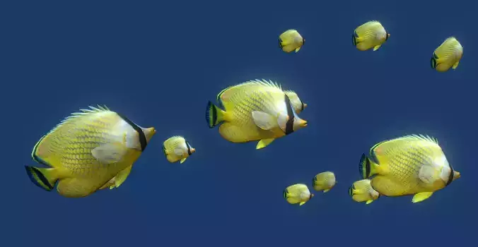 Schooling Fish 