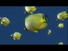 Schooling Fish  Low-poly 3D model_1