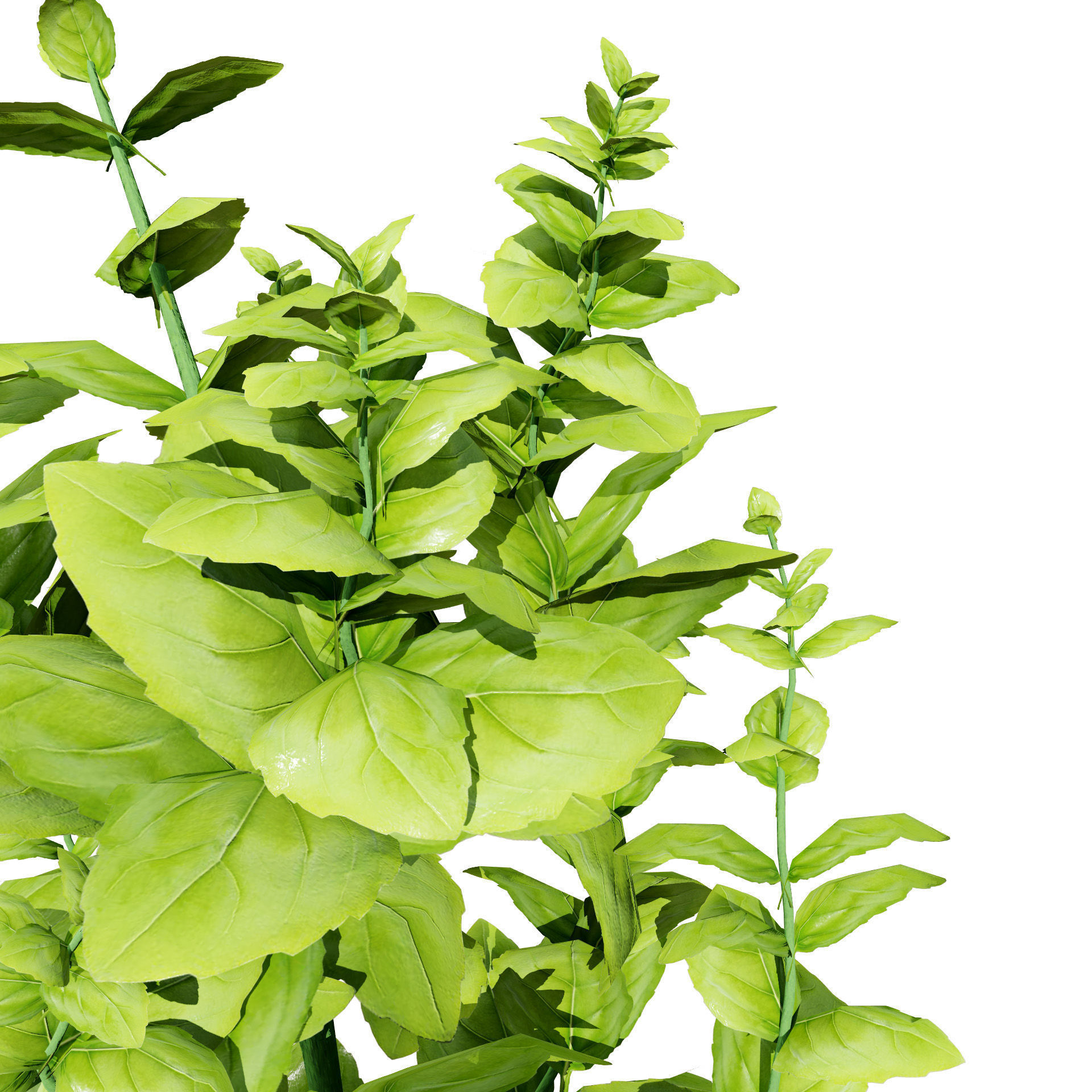 Low-Poly Basil Plants with Free Tutorial Low-poly 3D model_4