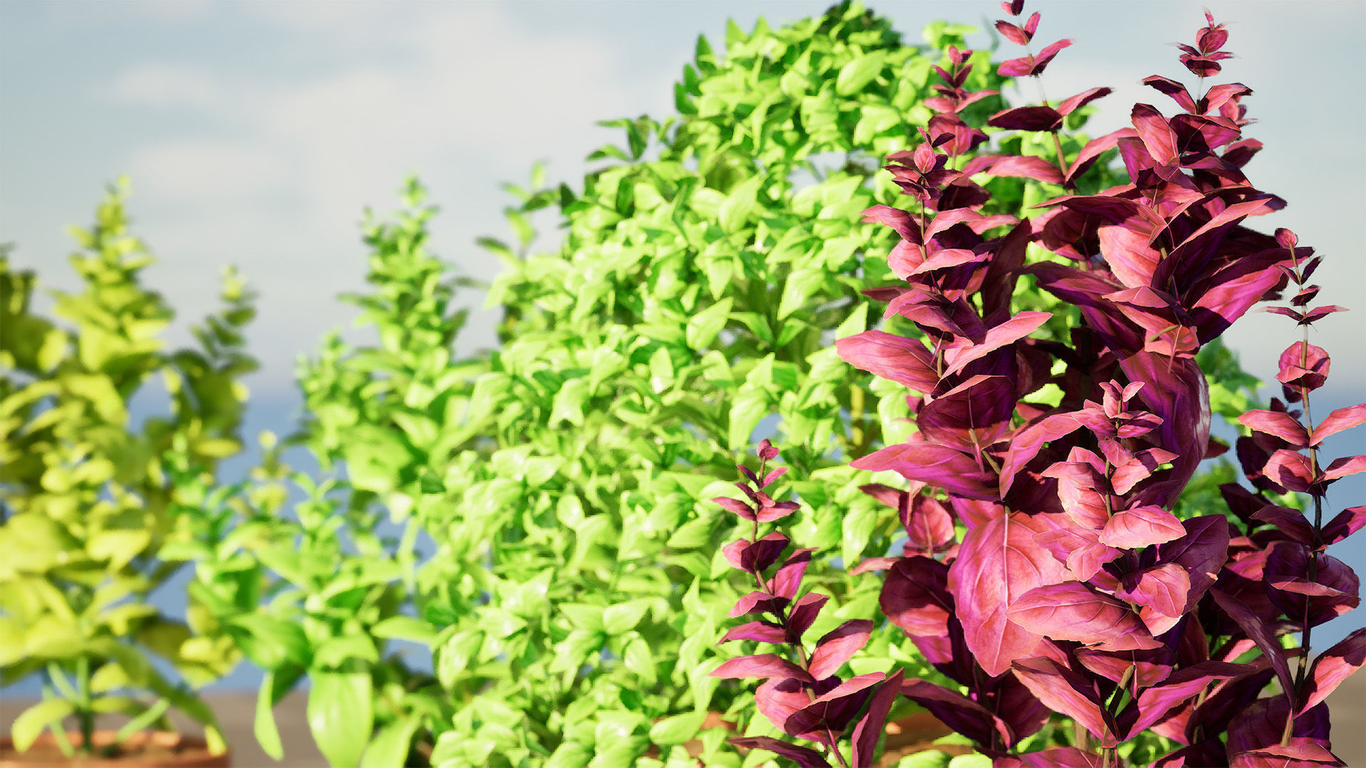 Low-Poly Basil Plants with Free Tutorial Low-poly 3D model_5