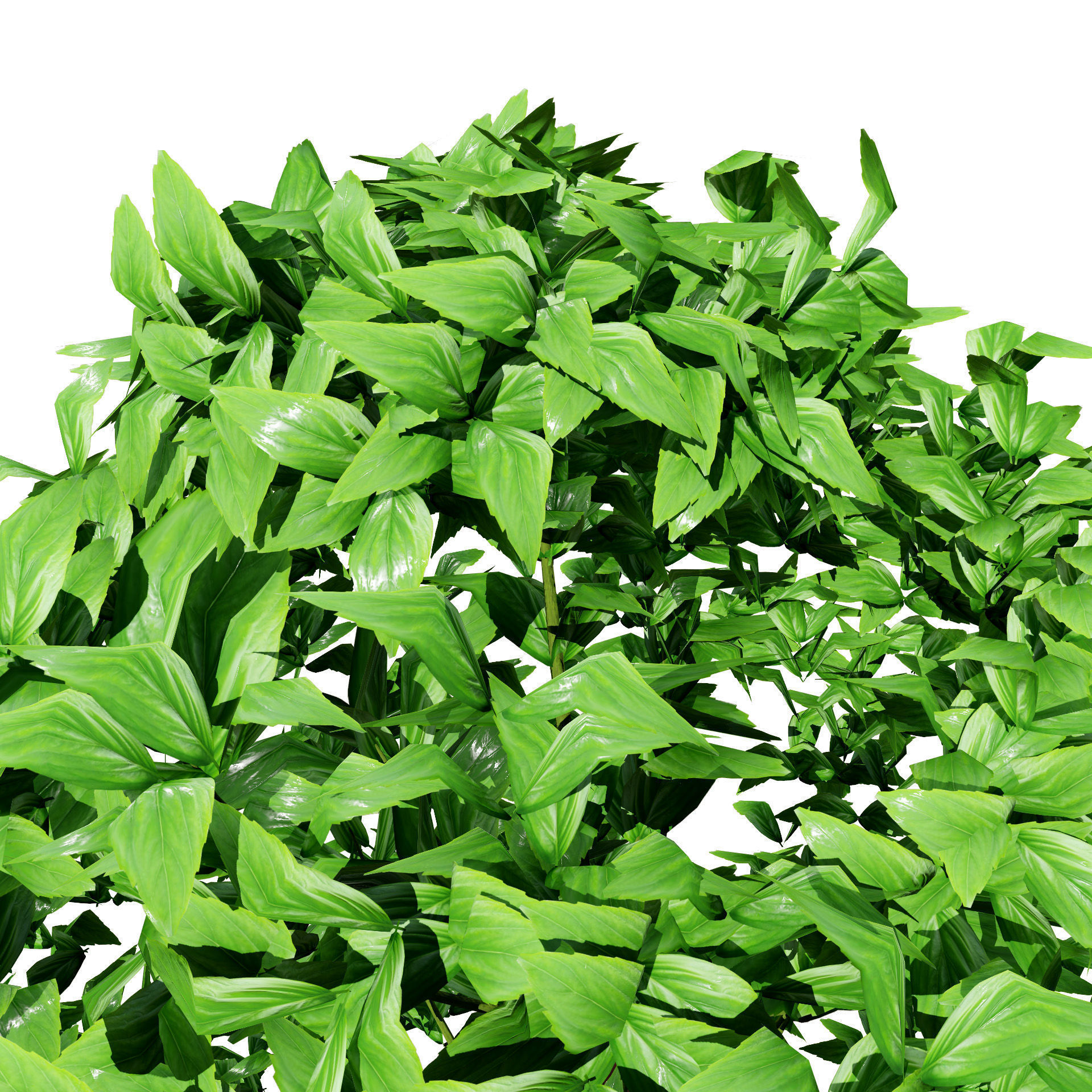 Low-Poly Basil Plants with Free Tutorial Low-poly 3D model_7