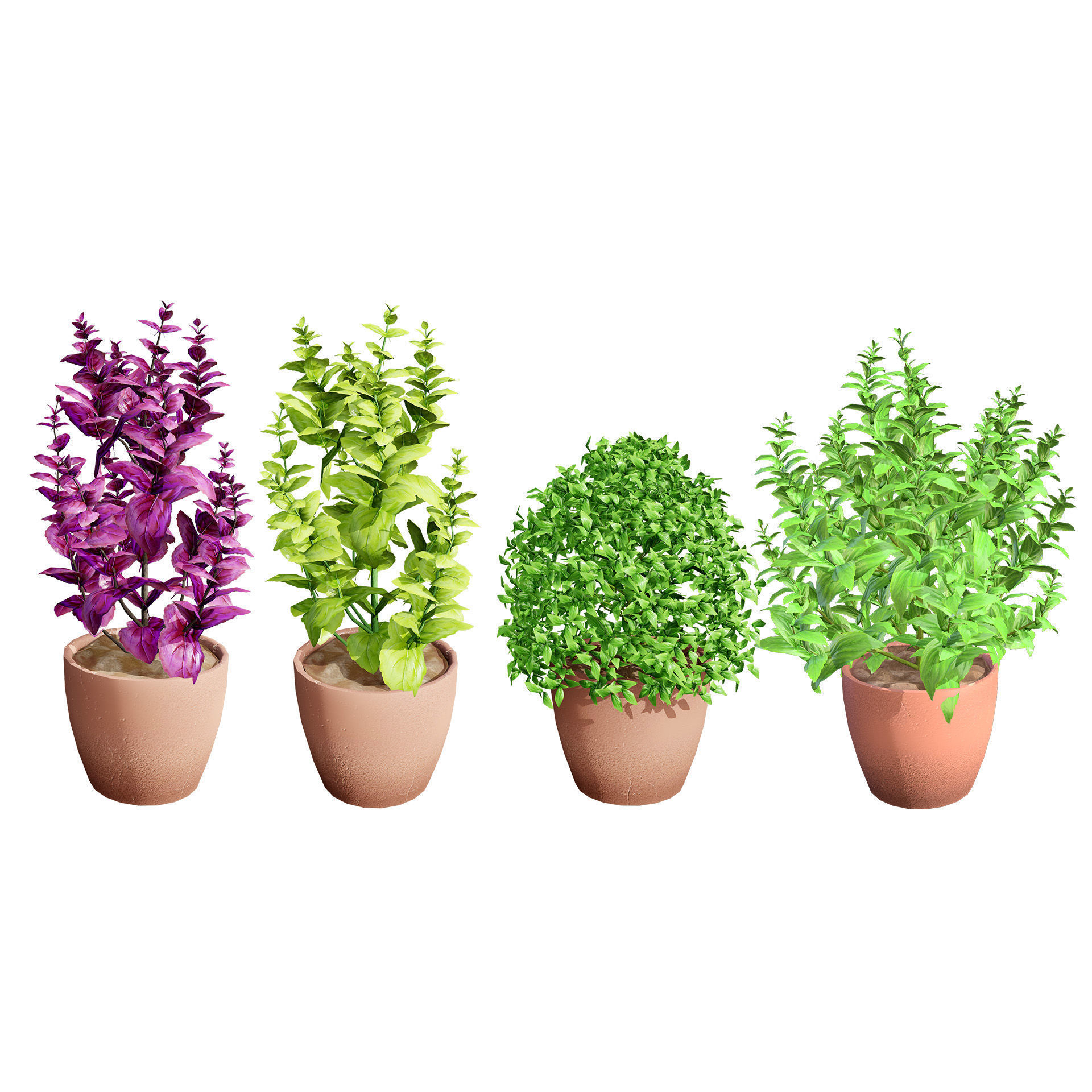 Low-Poly Basil Plants with Free Tutorial Low-poly 3D model_2