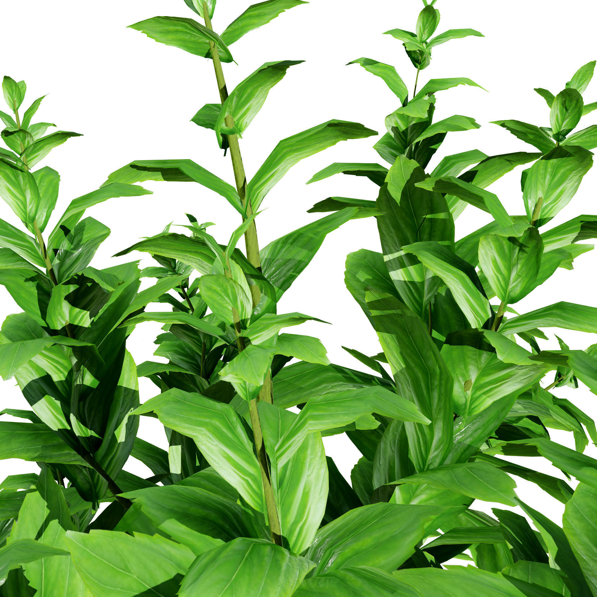 Low-Poly Basil Plants with Free Tutorial Low-poly 3D model_8