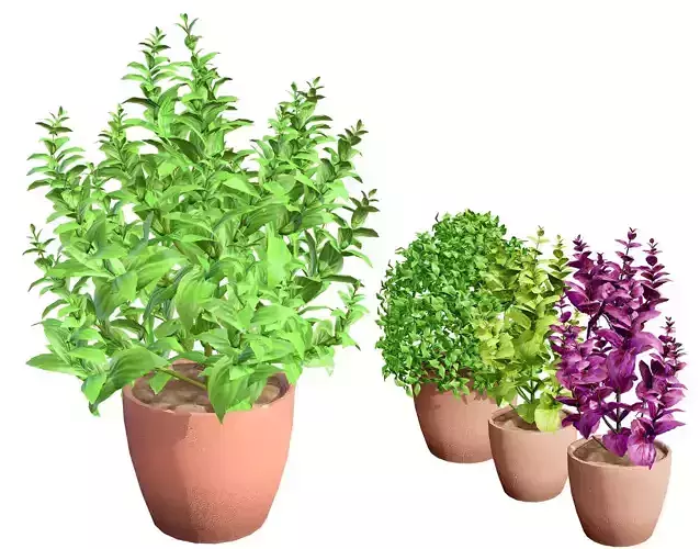Low-Poly Basil Plants with Free Tutorial Low-poly 3D model