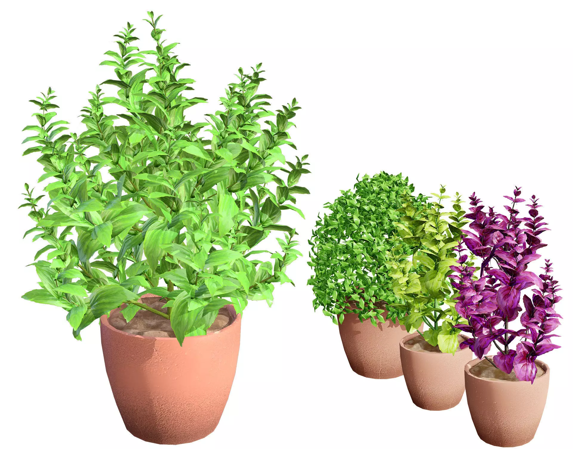 Low-Poly Basil Plants with Free Tutorial Low-poly 3D model_0