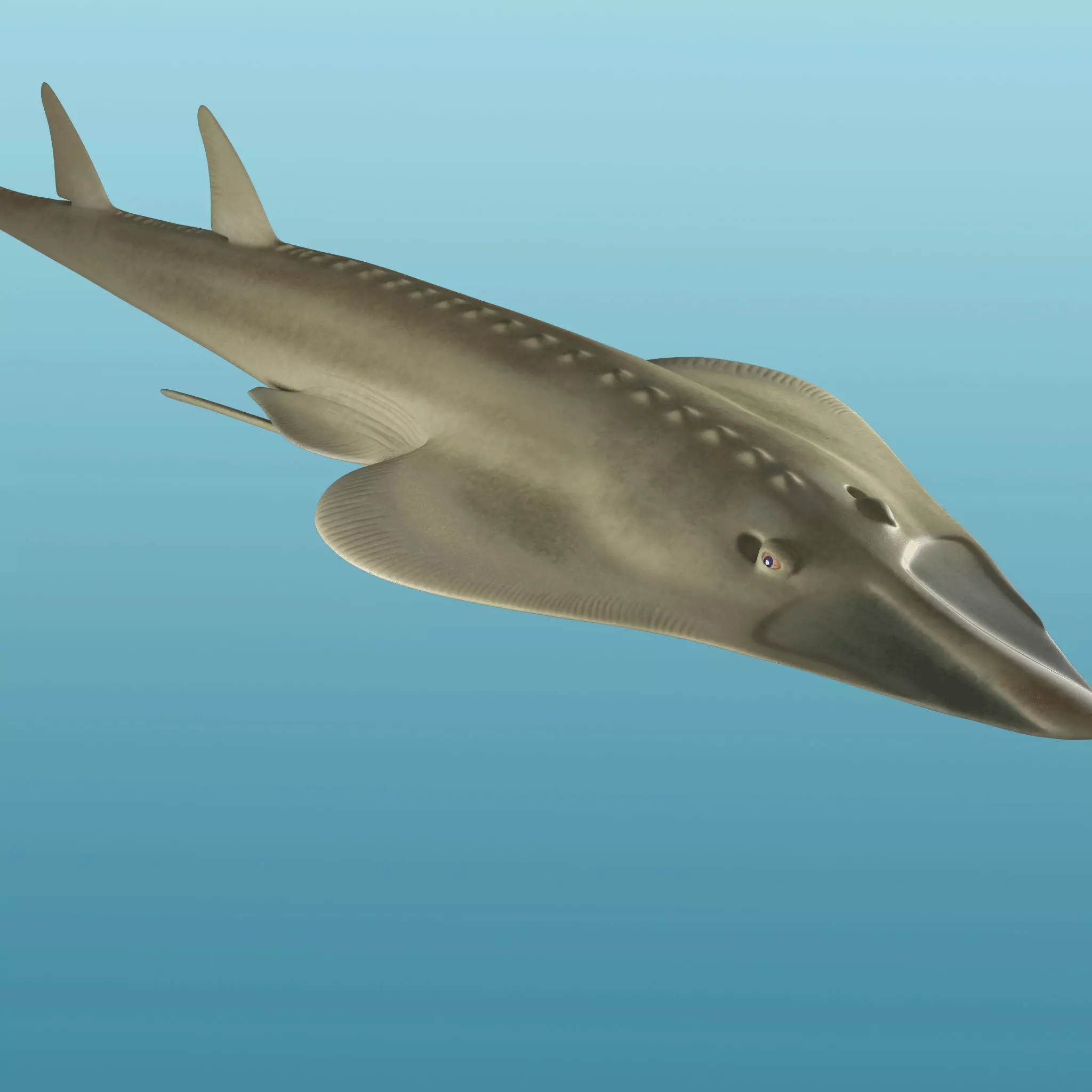 Halavi Guitar fish 3D model