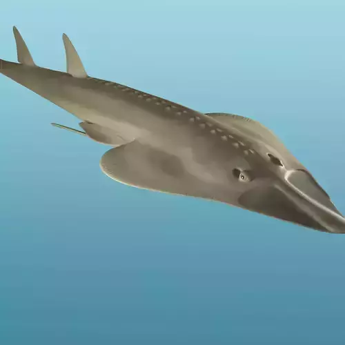 Halavi Guitar fish 3D model