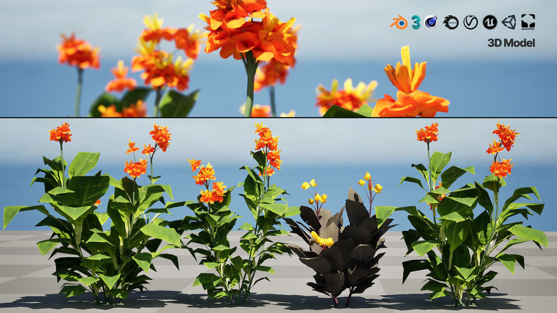 Canna Lily President 3D Model Low-poly 3D model_2