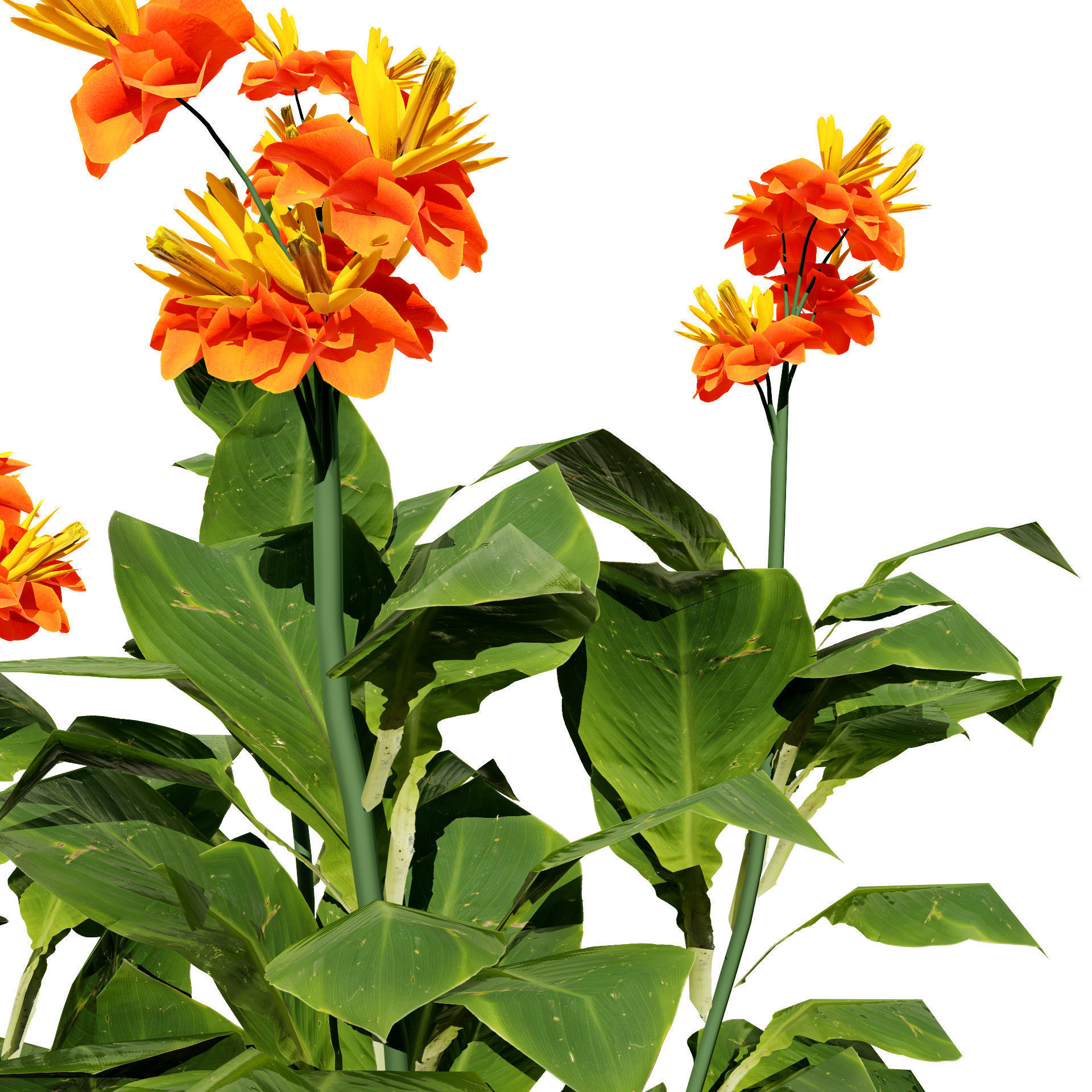 Canna Lily President 3D Model Low-poly 3D model_4