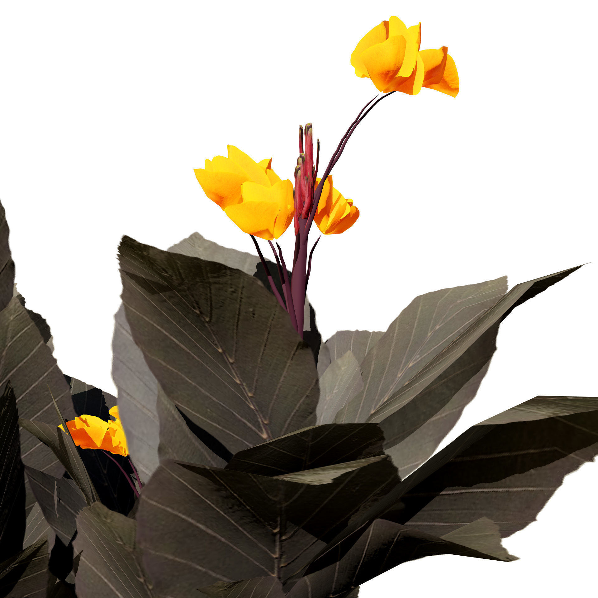 Canna Lily President 3D Model Low-poly 3D model_3