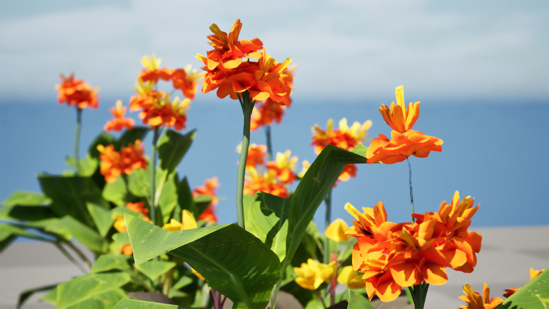 Canna Lily President 3D Model Low-poly 3D model_8