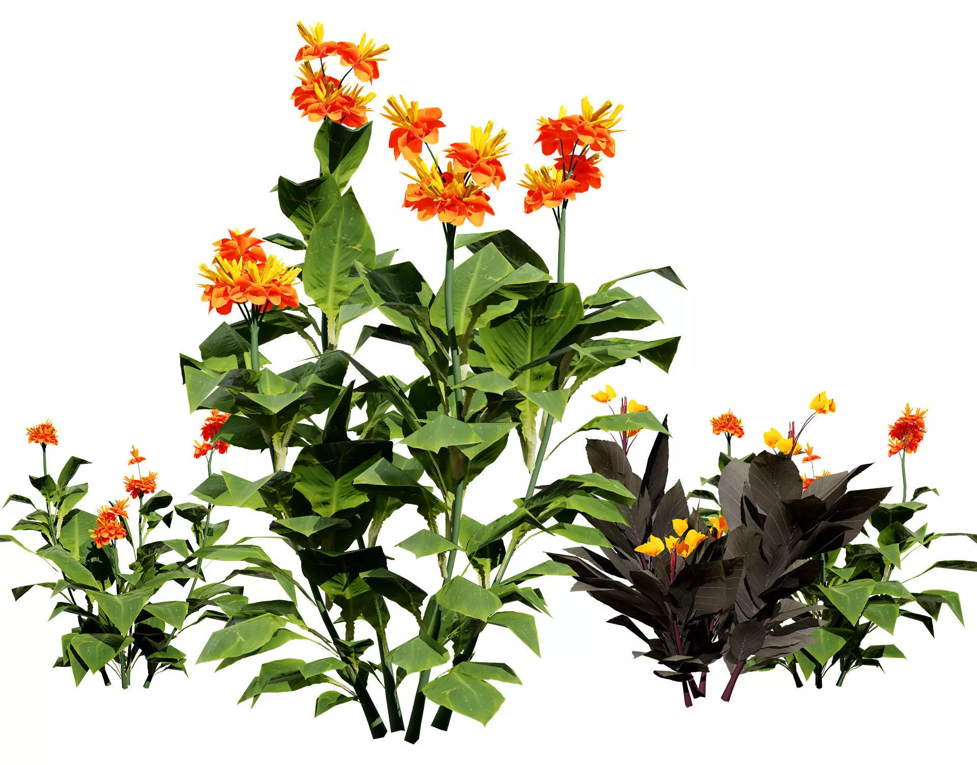 Canna Lily President 3D Model Low-poly 3D model_0