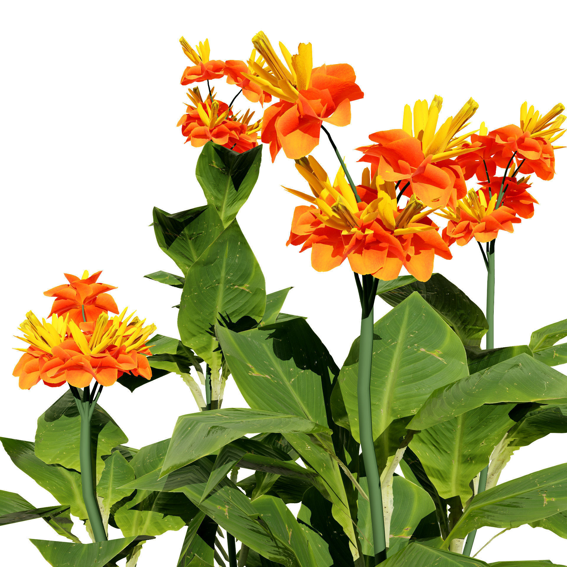 Canna Lily President 3D Model Low-poly 3D model_5