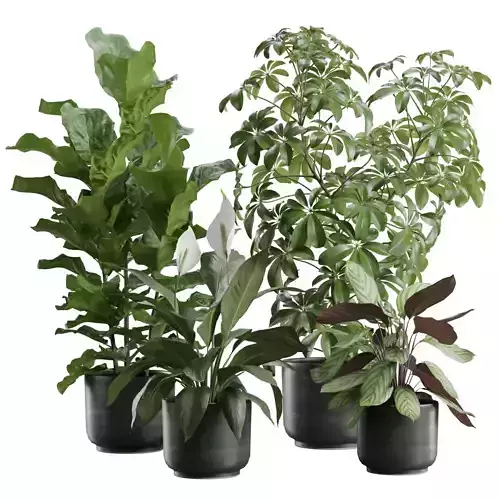 Indoor Plants Pack 78