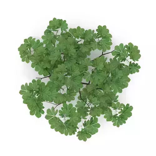 Horsechestnut Branch V5