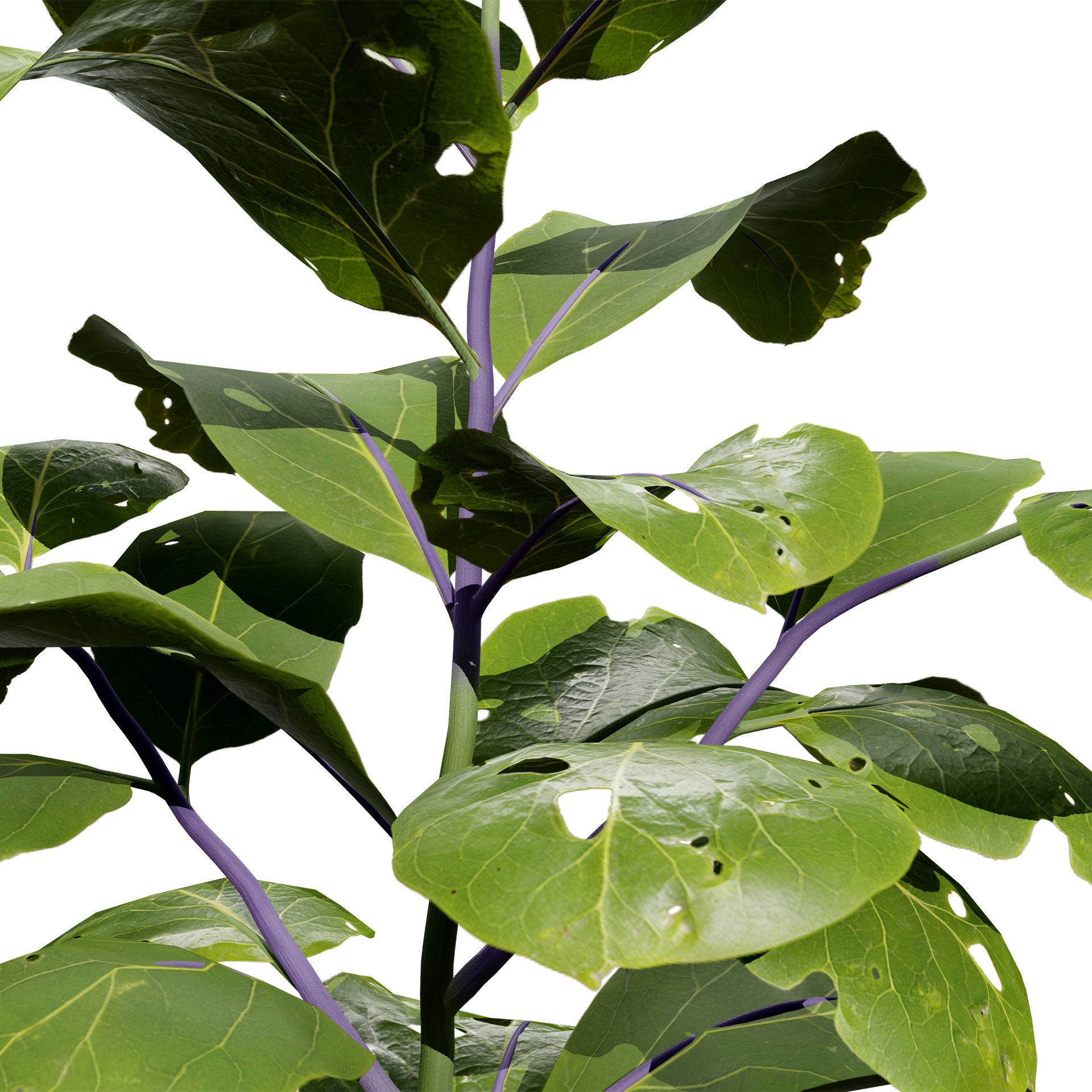 Eggplant Plant 3D Model Low-poly 3D model_3