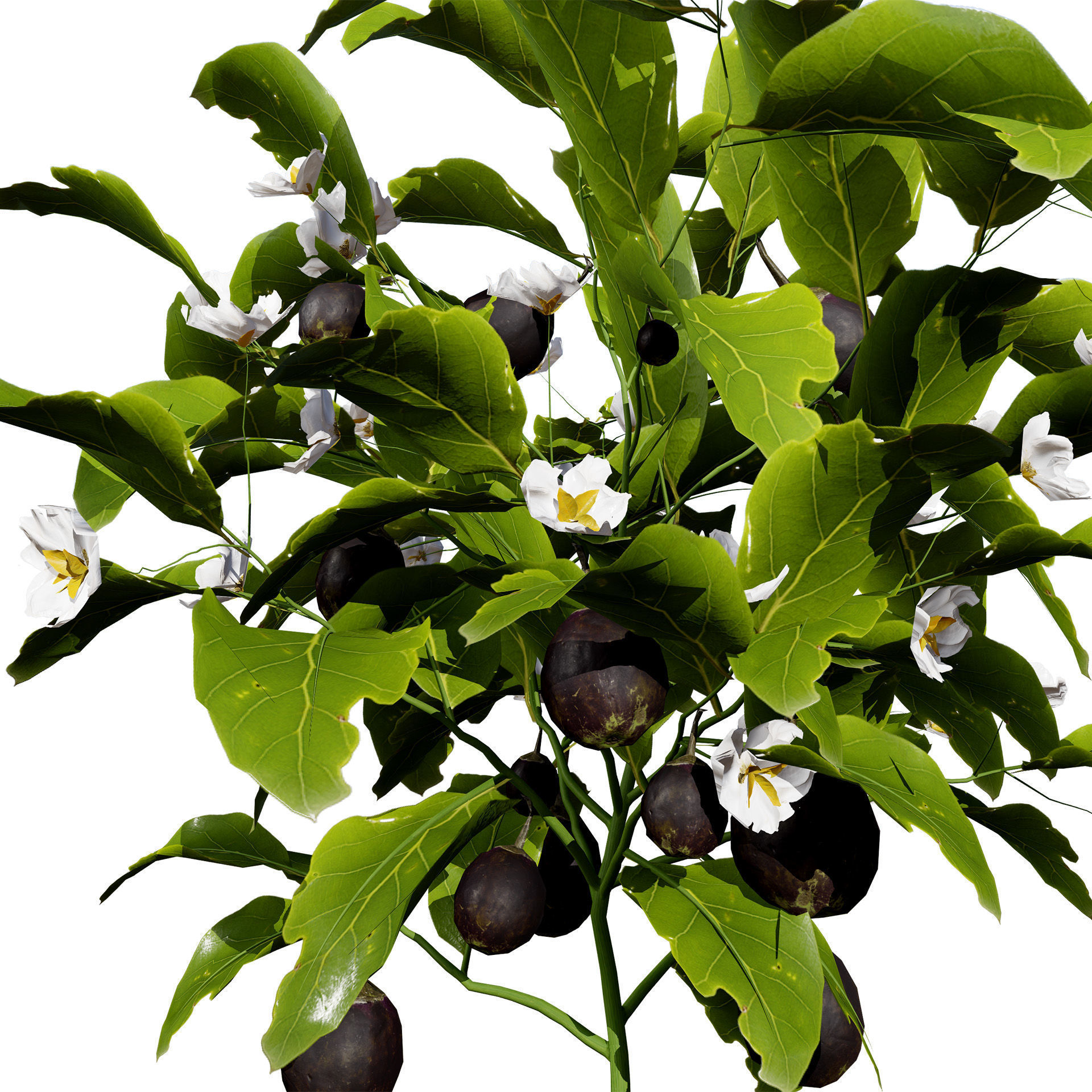 Eggplant Plant 3D Model Low-poly 3D model_5