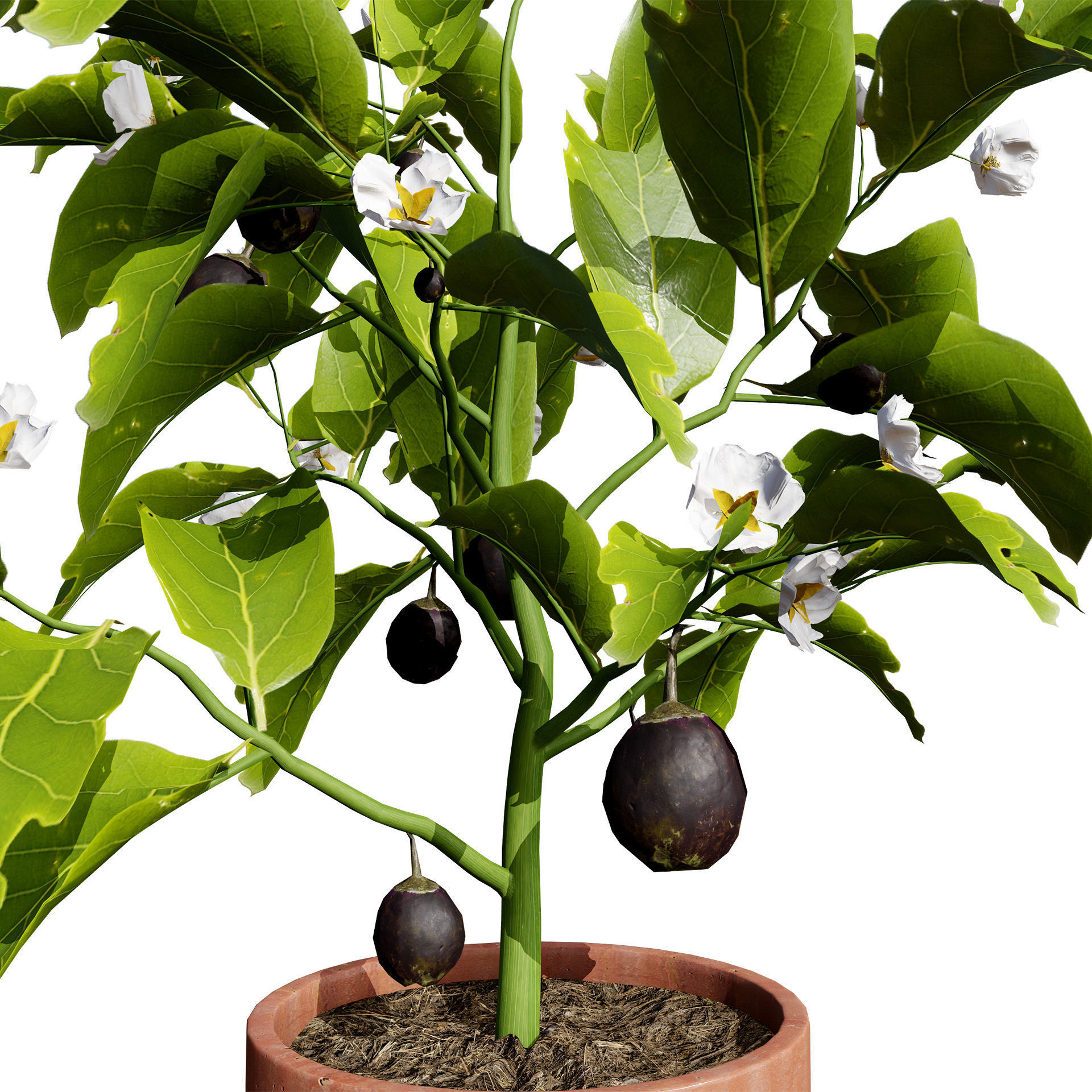 Eggplant Plant 3D Model Low-poly 3D model_6