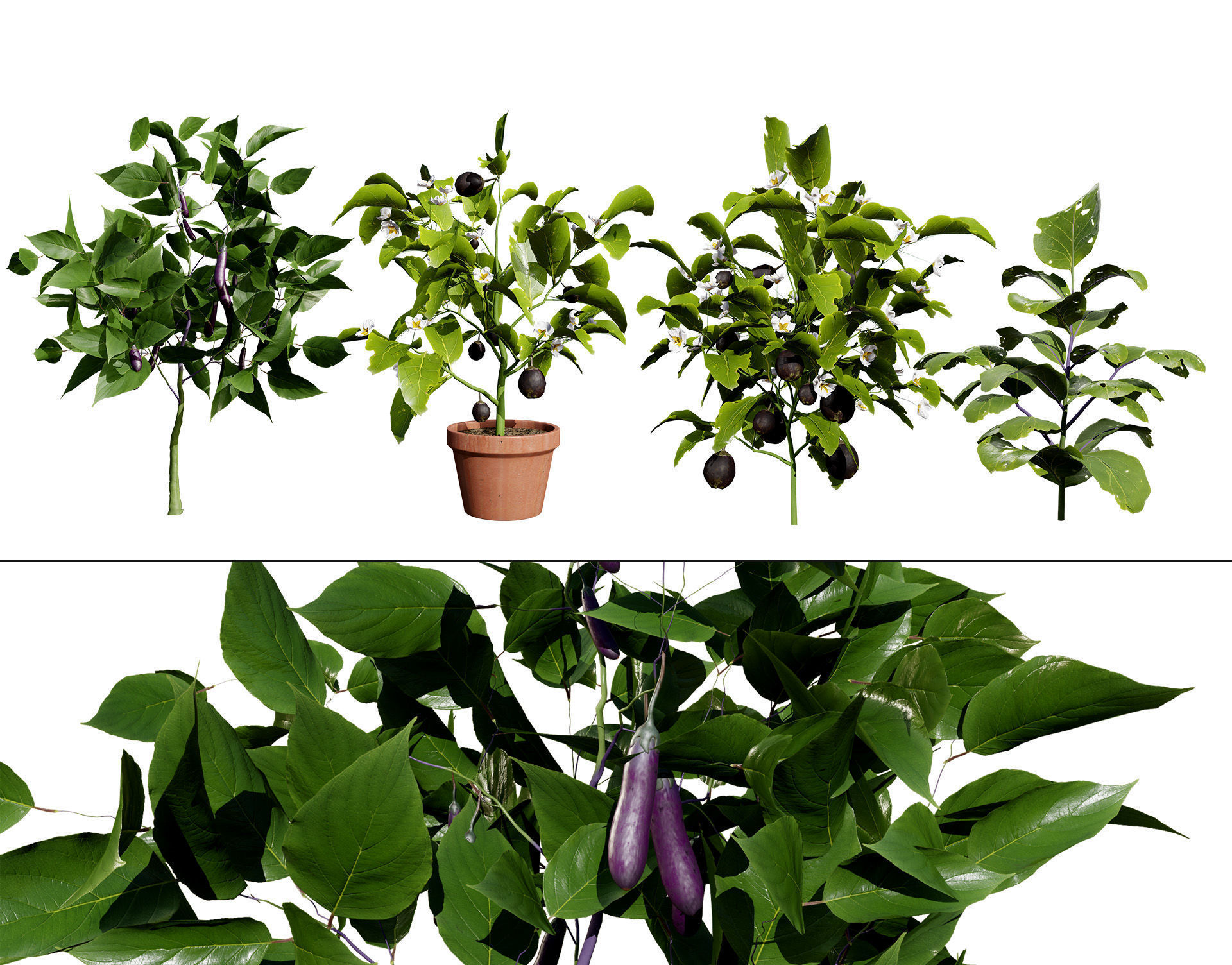 Eggplant Plant 3D Model Low-poly 3D model_2