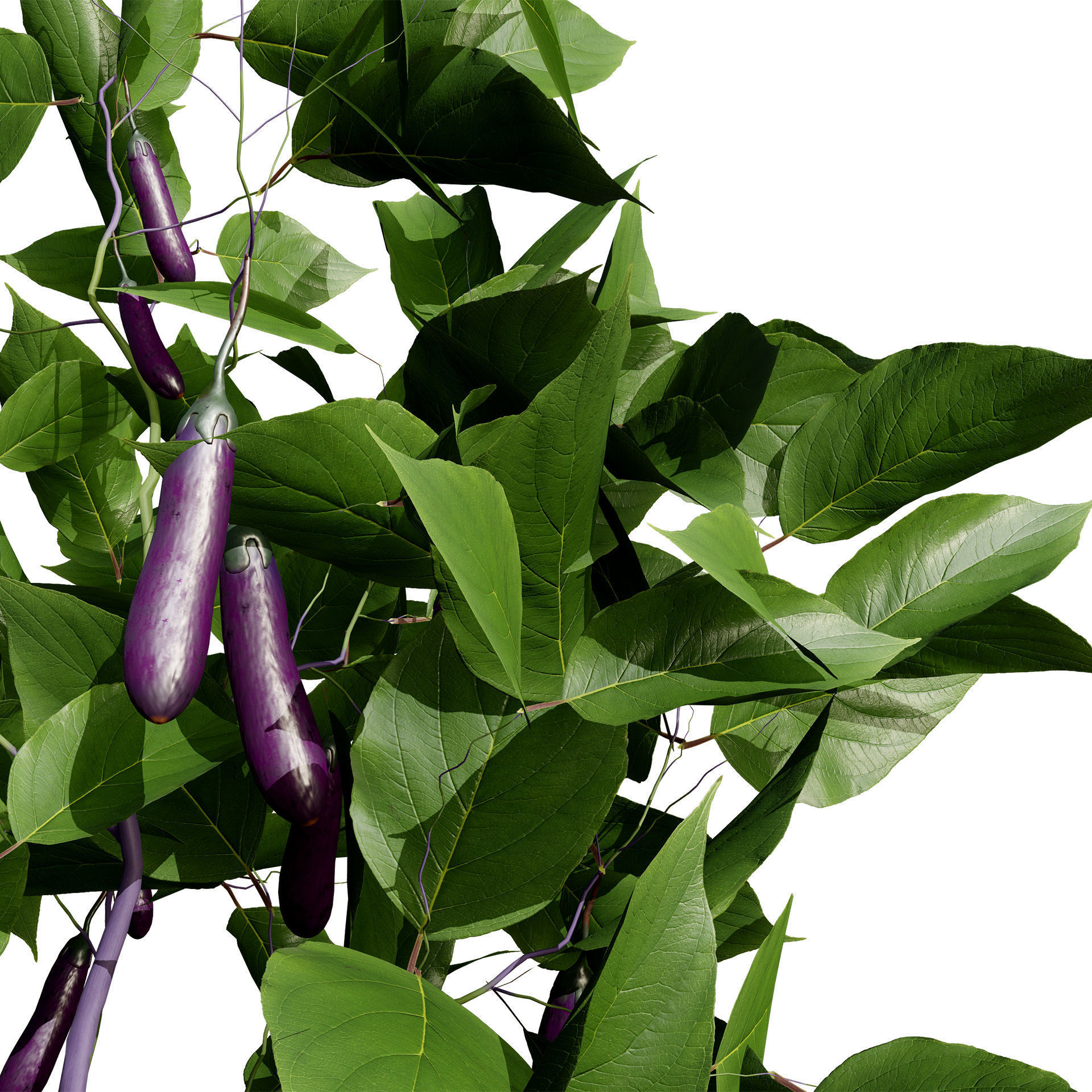 Eggplant Plant 3D Model Low-poly 3D model_4