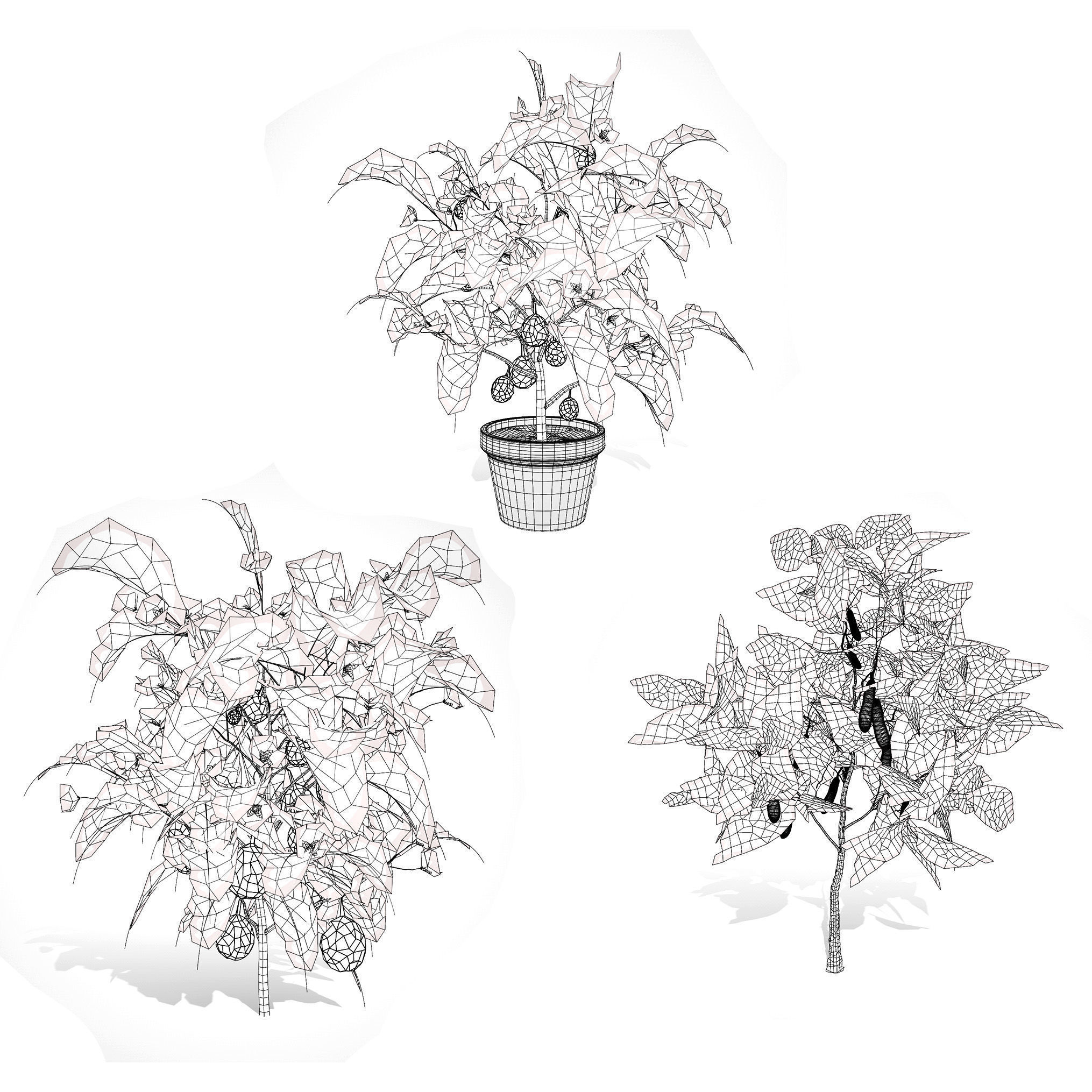 Eggplant Plant 3D Model Low-poly 3D model_7