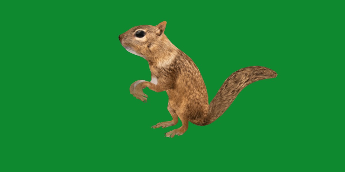 Juvenile California Ground Squirrel Low-poly 3D model_24