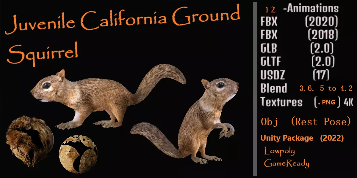 Juvenile California Ground Squirrel Low-poly 3D model_0