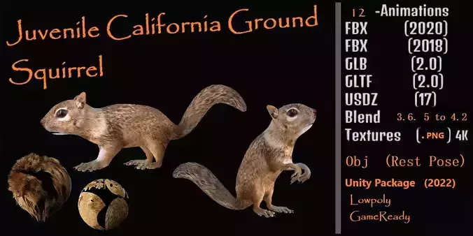 Juvenile California Ground Squirrel Low-poly 3D model