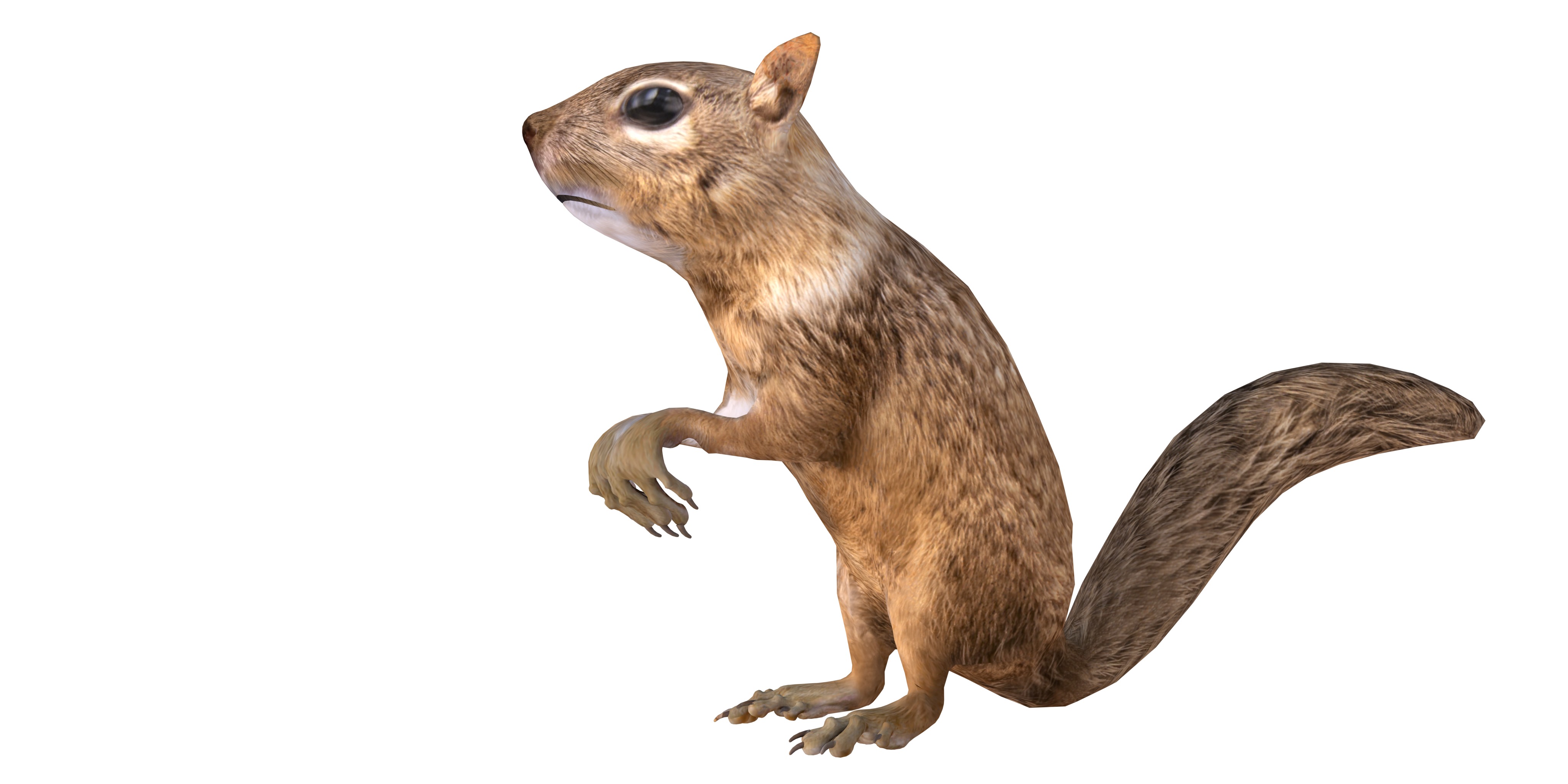 Juvenile California Ground Squirrel Low-poly 3D model_9