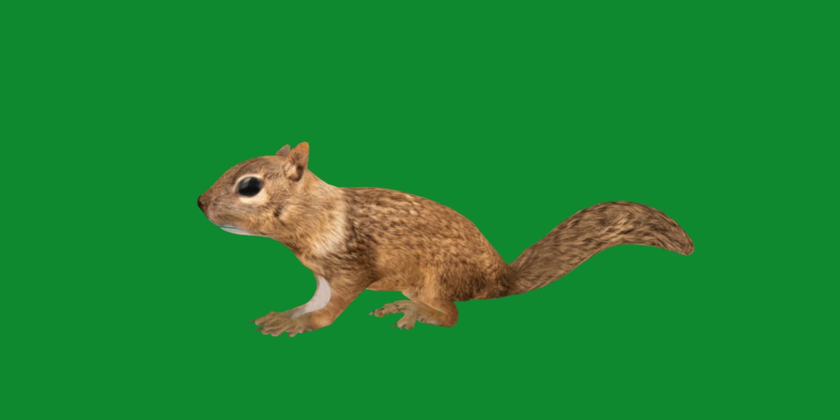 Juvenile California Ground Squirrel Low-poly 3D model_23
