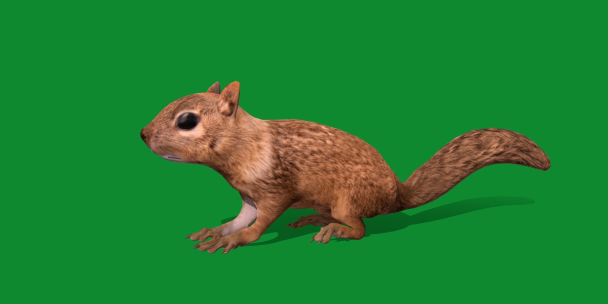 Juvenile California Ground Squirrel Low-poly 3D model_26
