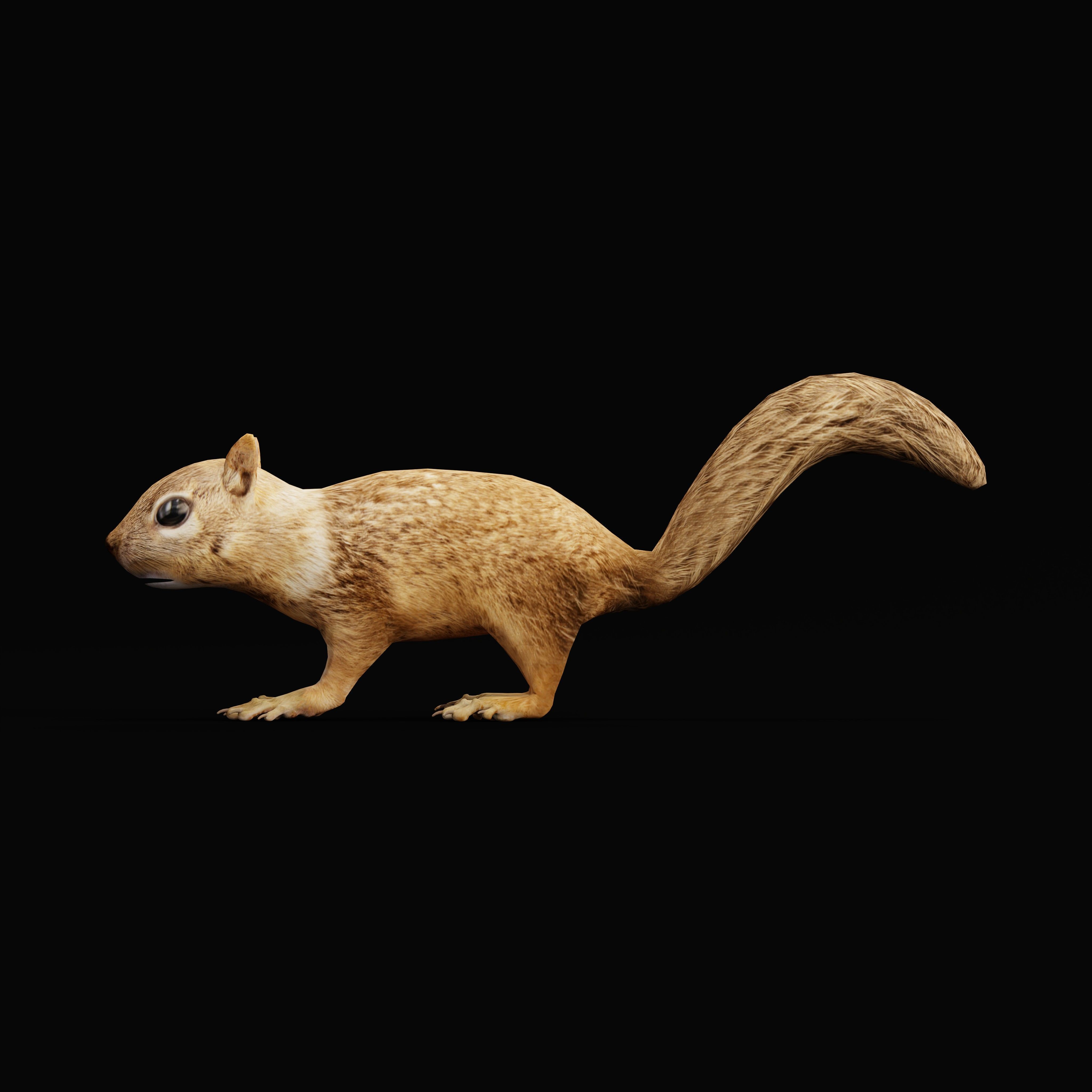 Juvenile California Ground Squirrel Low-poly 3D model_38