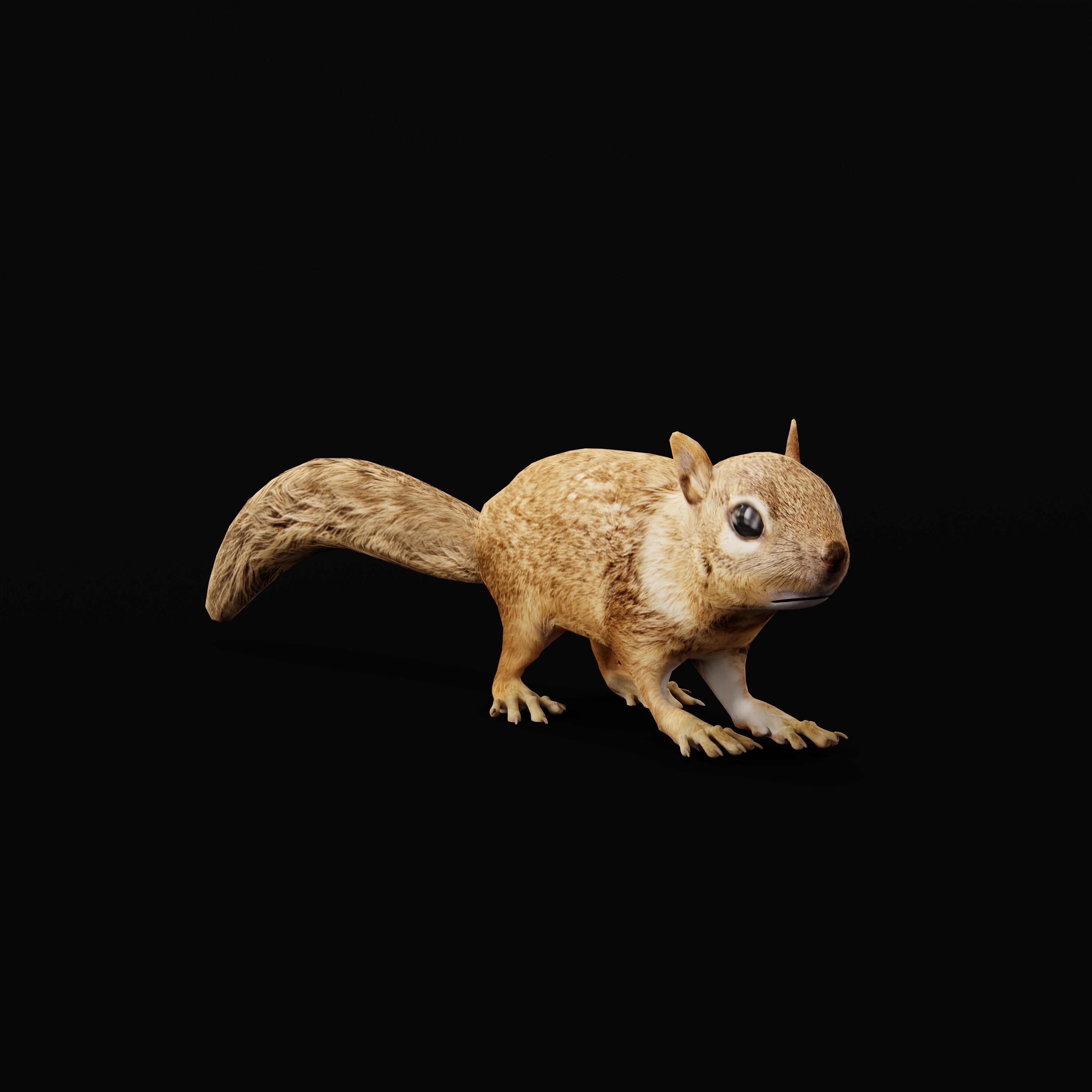 Juvenile California Ground Squirrel Low-poly 3D model_40