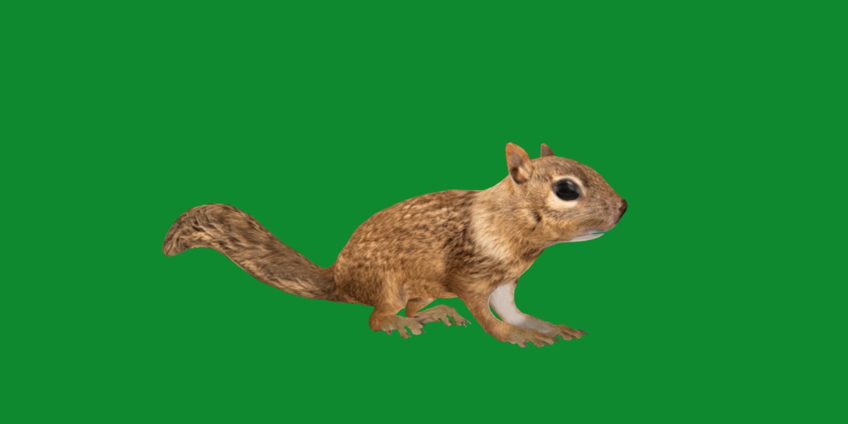 Juvenile California Ground Squirrel Low-poly 3D model_22