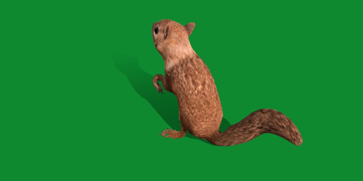 Juvenile California Ground Squirrel Low-poly 3D model_17