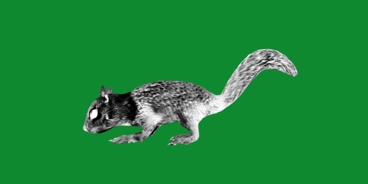 Juvenile California Ground Squirrel Low-poly 3D model_13