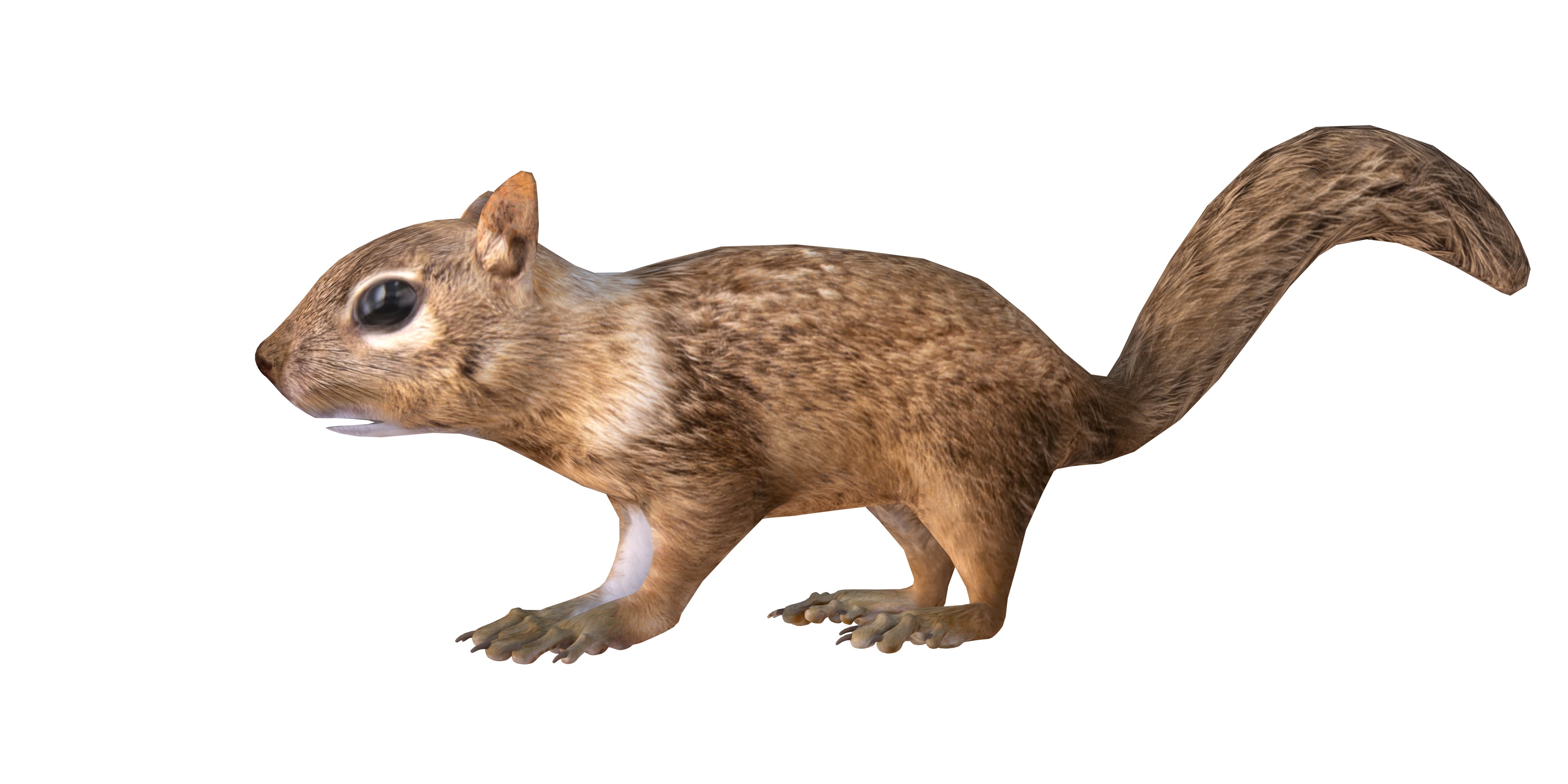 Juvenile California Ground Squirrel Low-poly 3D model_8