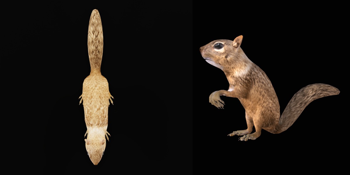 Juvenile California Ground Squirrel Low-poly 3D model_6