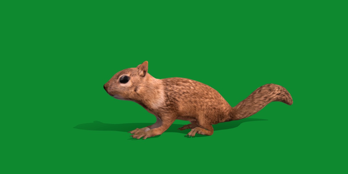 Juvenile California Ground Squirrel Low-poly 3D model_34
