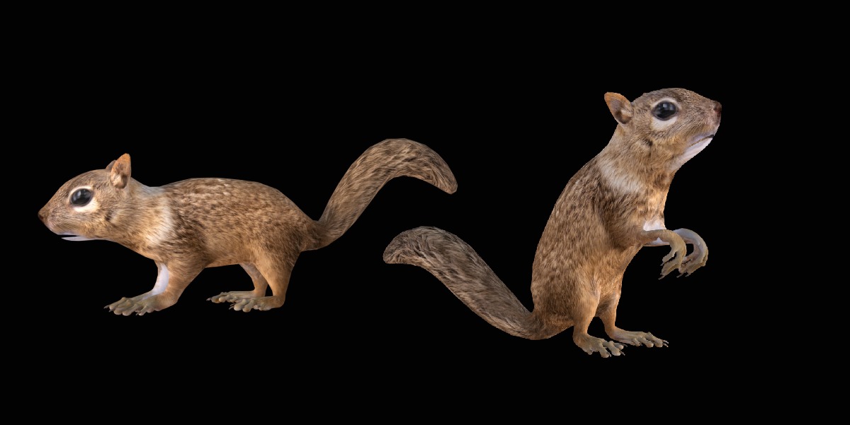Juvenile California Ground Squirrel Low-poly 3D model_7