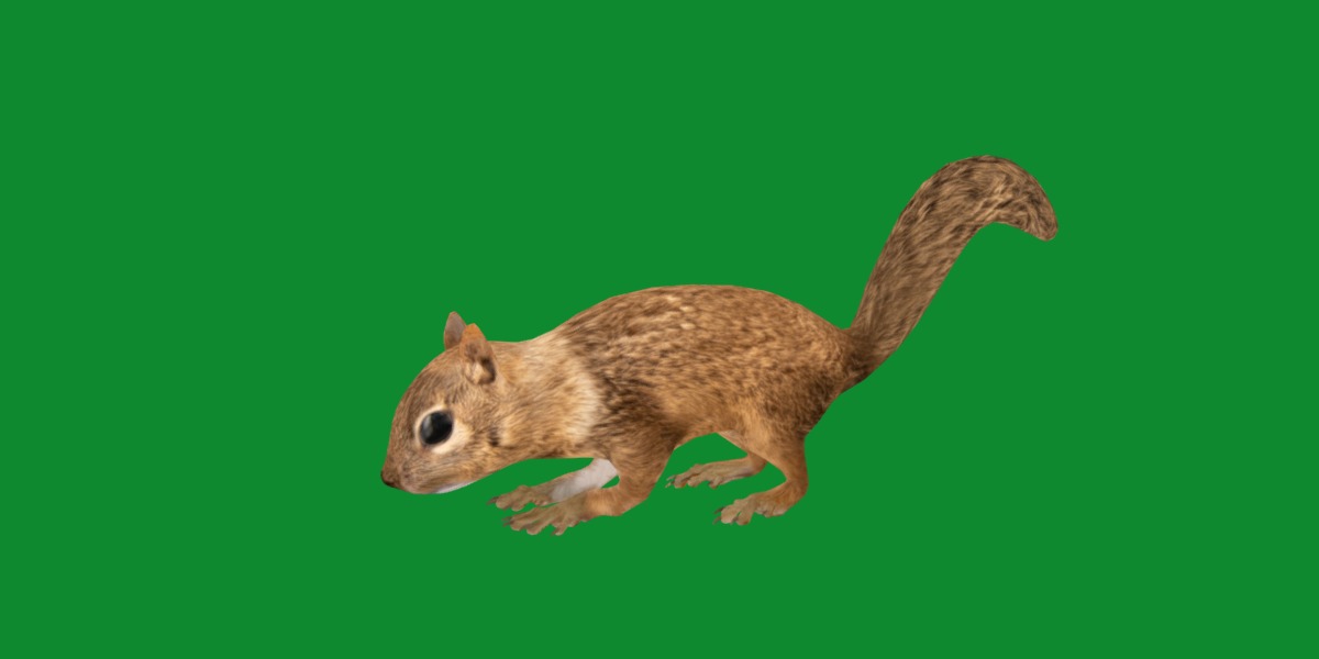 Juvenile California Ground Squirrel Low-poly 3D model_11